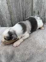 Snowflake, a female Australian Shepherd for sale in Lake Odessa, MI – 2 of 10