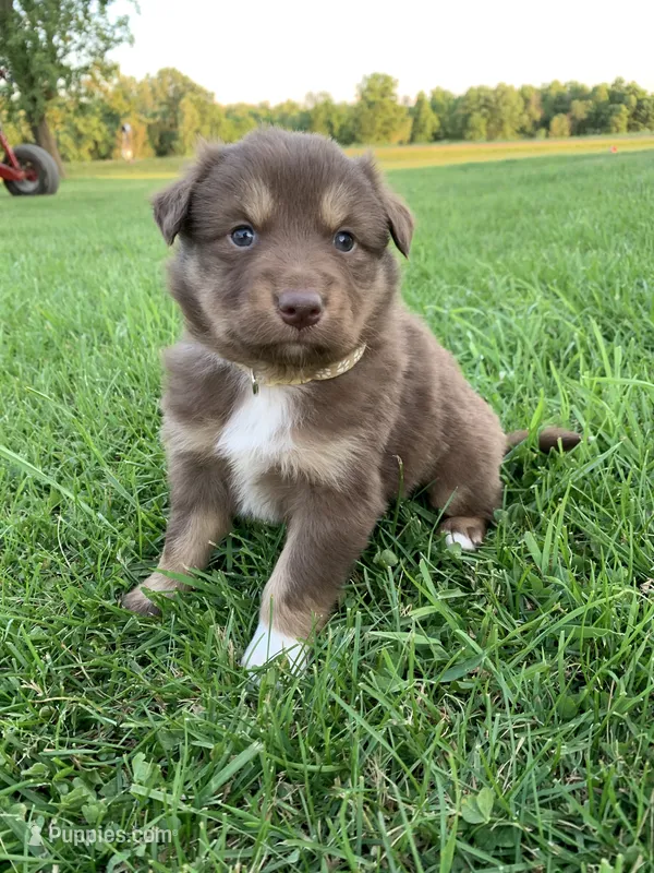 Reese – Australian Shepherd puppy for sale in Lake Odessa, MI
