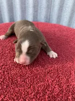 Violet, a female Australian Shepherd for sale in Lake Odessa, MI – Photo 3 of 6