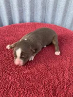 Violet, a female Australian Shepherd for sale in Lake Odessa, MI – Photo 2 of 6