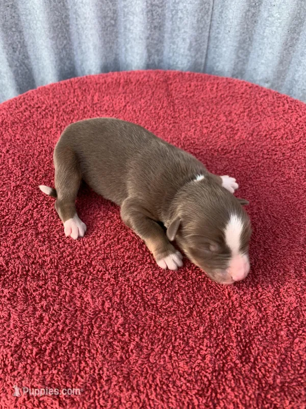 Violet – Australian Shepherd puppy for sale in Lake Odessa, MI