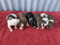 Violet, a female Australian Shepherd for sale in Lake Odessa, MI – Photo 4 of 6