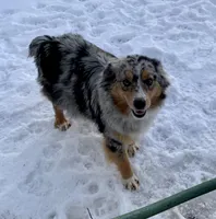 Violet, a female Australian Shepherd for sale in Lake Odessa, MI – Photo 5 of 6