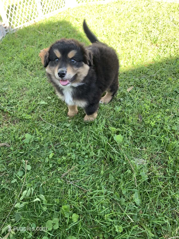 Scout – Australian Shepherd puppy for sale in Lake Odessa, MI