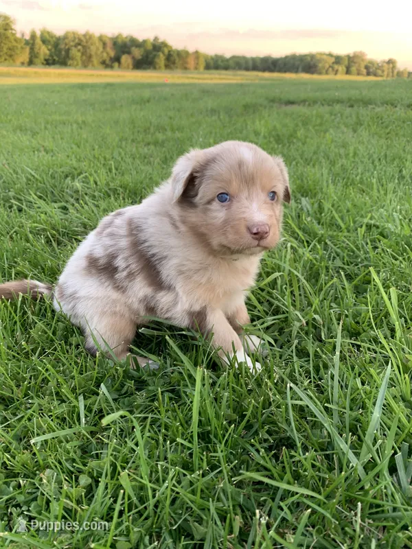 Patch – Australian Shepherd puppy for sale in Lake Odessa, MI