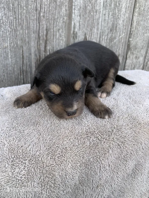 Scout – Australian Shepherd puppy for sale in Lake Odessa, MI