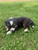 Blippi, a male Australian Shepherd for sale in Lake Odessa, MI – 3 of 8