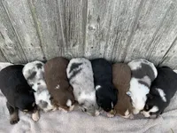 Snowflake, a female Australian Shepherd for sale in Lake Odessa, MI – 7 of 10