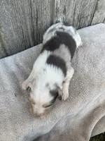 Snowflake, a female Australian Shepherd for sale in Lake Odessa, MI – 4 of 10