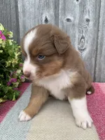 Hazel, a female Australian Shepherd for sale in Lake Odessa, MI – 3 of 10