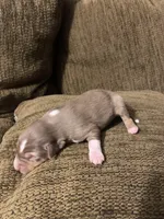 Brownie, a female Australian Shepherd for sale in Lake Odessa, MI – 2 of 6