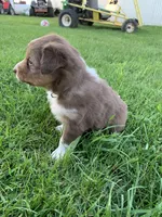 Cam, a male Australian Shepherd for sale in Lake Odessa, MI – 3 of 9