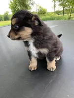 Scout, a male Australian Shepherd for sale in Lake Odessa, MI – 5 of 9