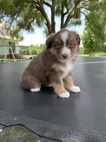 Violet, a female Australian Shepherd for sale in Lake Odessa, MI – 4 of 10