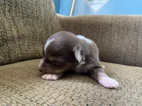 Maple, a female Australian Shepherd for sale in Lake Odessa, MI – 3 of 6