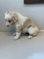 Ruby, a female Australian Shepherd for sale in Lake Odessa, MI – 5 of 9