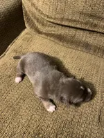 Blaze, a male Australian Shepherd for sale in Lake Odessa, MI – 2 of 7