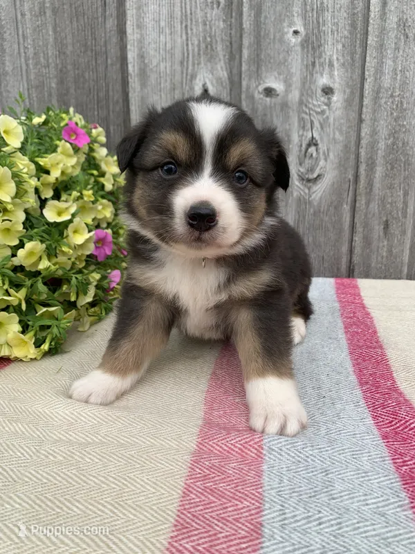 Blippi – Australian Shepherd puppy for sale in Lake Odessa, MI