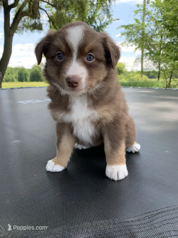 Violet – Australian Shepherd puppy for sale in Lake Odessa, MI