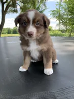 Violet, a female Australian Shepherd for sale in Lake Odessa, MI – 1 of 10