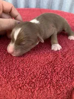 Maple, a female Australian Shepherd for sale in Lake Odessa, MI – Photo 2 of 6