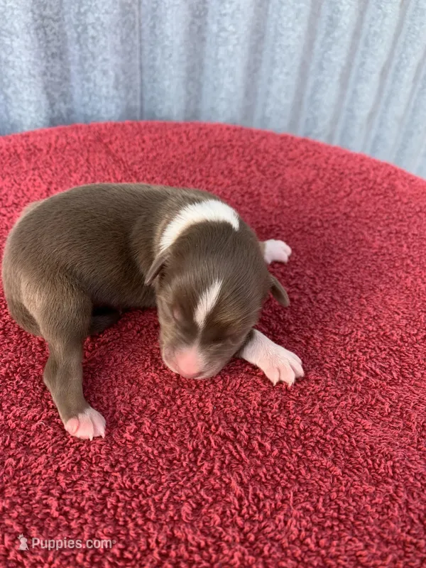 Maple – Australian Shepherd puppy for sale in Lake Odessa, MI