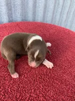 Maple, a female Australian Shepherd for sale in Lake Odessa, MI – Photo 1 of 6