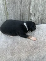 Meekah, a female Australian Shepherd for sale in Lake Odessa, MI – 2 of 8
