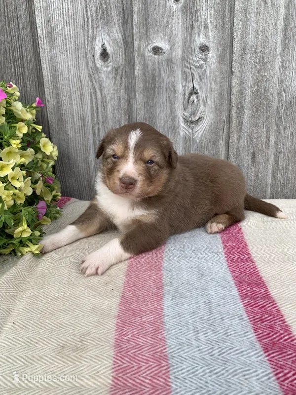Cam – Australian Shepherd puppy for sale in Lake Odessa, MI
