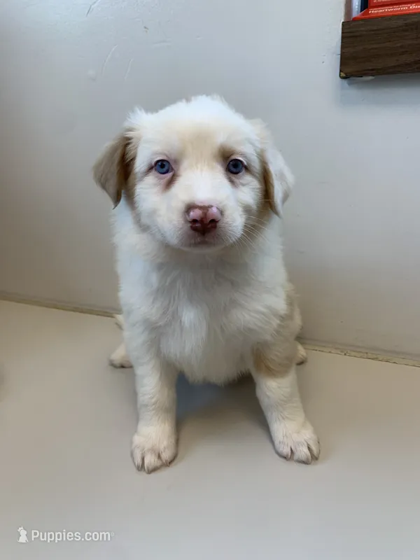 Ruby – Australian Shepherd puppy for sale in Lake Odessa, MI