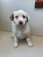 Ruby, a female Australian Shepherd for sale in Lake Odessa, MI – 1 of 9