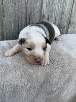 Snowflake, a female Australian Shepherd for sale in Lake Odessa, MI – 3 of 10