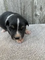 Meekah, a female Australian Shepherd for sale in Lake Odessa, MI – 3 of 8