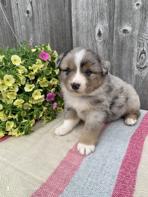 Ozzy – Australian Shepherd puppy for sale in Lake Odessa, MI