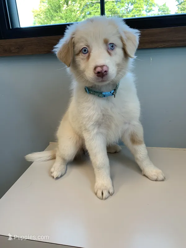 Ruby – Australian Shepherd puppy for sale in Lake Odessa, MI