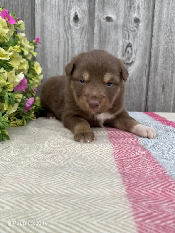 Reese – Australian Shepherd puppy for sale in Lake Odessa, MI