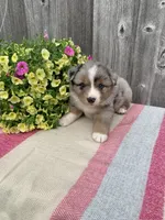 Ozzy, a male Australian Shepherd for sale in Lake Odessa, MI – 5 of 9
