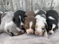 Snowflake, a female Australian Shepherd for sale in Lake Odessa, MI – 8 of 10