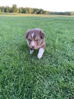 Cam, a male Australian Shepherd for sale in Lake Odessa, MI – 5 of 9