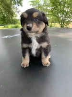 Scout, a male Australian Shepherd for sale in Lake Odessa, MI – 2 of 9