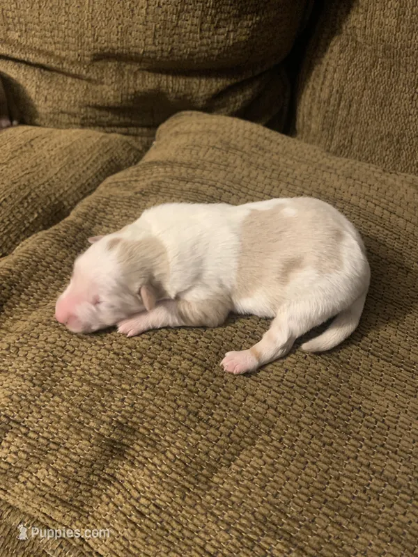Ruby – Australian Shepherd puppy for sale in Lake Odessa, MI