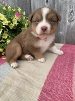 Hazel, a female Australian Shepherd for sale in Lake Odessa, MI – 8 of 10