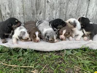 Meekah, a female Australian Shepherd for sale in Lake Odessa, MI – 8 of 8