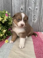 Hazel, a female Australian Shepherd for sale in Lake Odessa, MI – 4 of 10