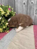 Hazel, a female Australian Shepherd for sale in Lake Odessa, MI – 5 of 10