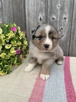 Ozzy, a male Australian Shepherd for sale in Lake Odessa, MI – 3 of 9