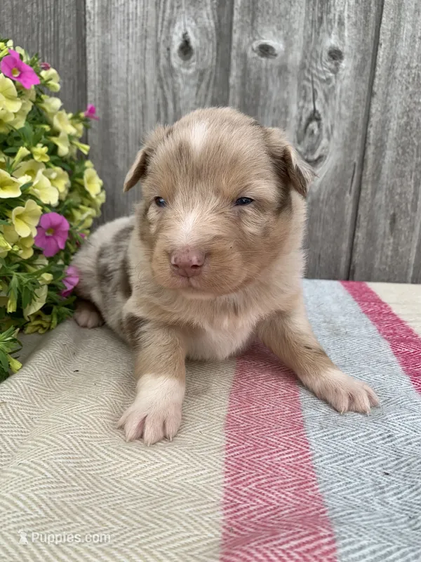 Patch – Australian Shepherd puppy for sale in Lake Odessa, MI