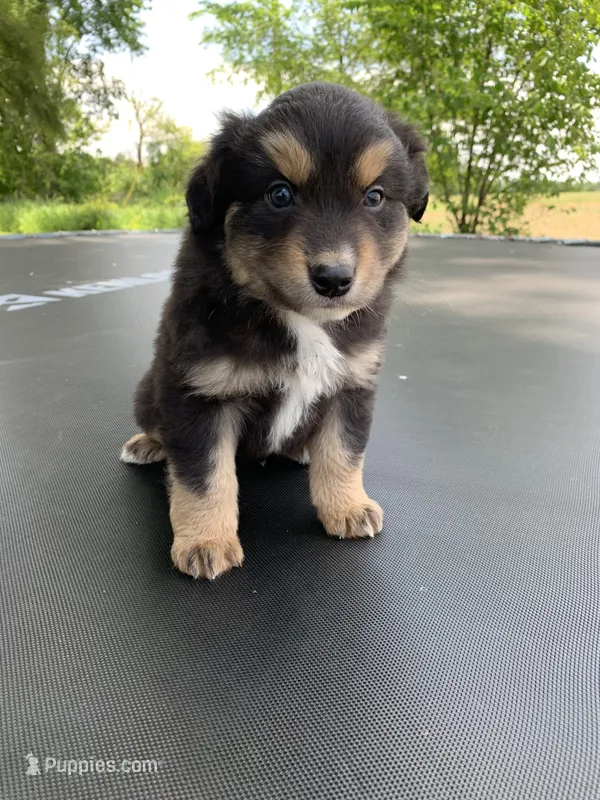 Scout – Australian Shepherd puppy for sale in Lake Odessa, MI