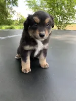 Scout, a male Australian Shepherd for sale in Lake Odessa, MI – 1 of 9