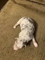 Patch, a male Australian Shepherd for sale in Lake Odessa, MI – 4 of 8
